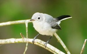 Polioptila caerulea