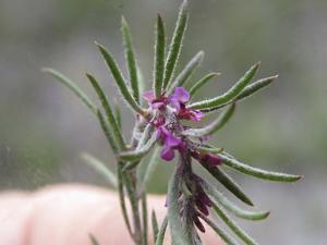 utils/thumbs/Polygalaceae/Muraltia_V3kNZrXXUxJvMRYRjbrUAf.jpg