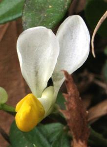Polygala chamaebuxus