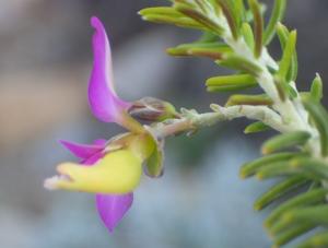 Polygala teretifolia