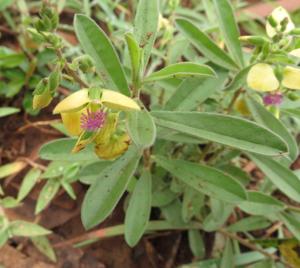 Polygala persicariifolia