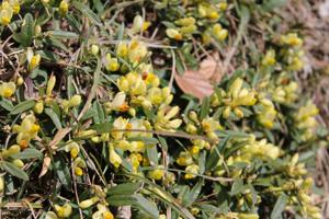 Polygala chamaebuxus