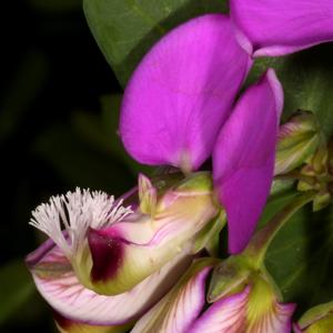 Polygala fruticosa
