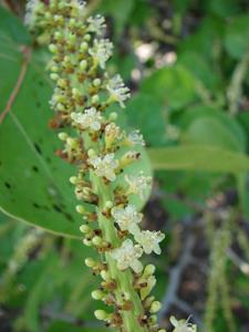 Coccoloba uvifera