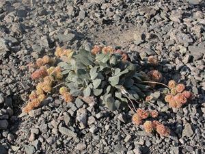 Eriogonum lobbii