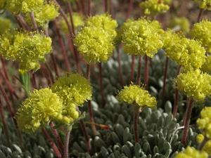 Eriogonum caespitosum