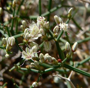 Eriogonum heermannii var. sulcatum