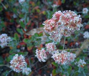 Eriogonum cinereum