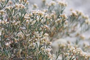 Eriogonum pelinophilum