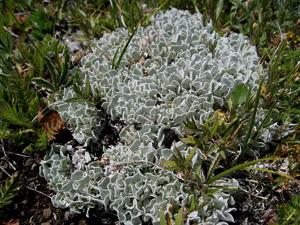 Eriogonum ovalifolium
