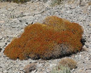 Eriogonum heermannii var. sulcatum