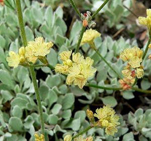 Eriogonum ovalifolium