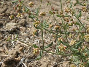 Eriogonum maculatum