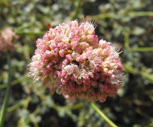 Eriogonum grande var. rubescens