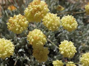 Eriogonum ovalifolium