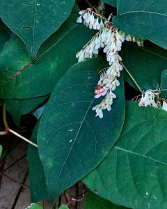 utils/thumbs/Polygonaceae/Reynoutria_g4EVGYbZqrB8jGSidYcHer.jpg