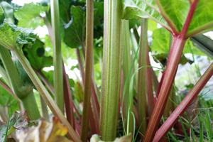Rheum australe