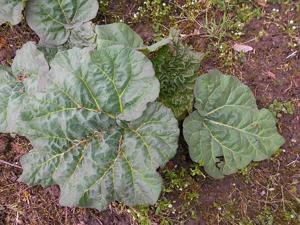 Rheum officinale