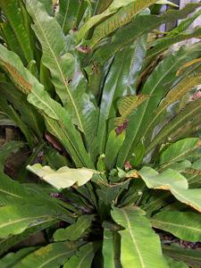 utils/thumbs/Polypodiaceae/Campyloneurum_dRNRMNdQxYfAKRxrcBpogF.jpg