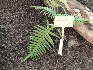 utils/thumbs/Polypodiaceae/Goniophlebium_g793u6q3XAo5aiNwABRCc9.jpg