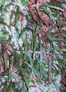utils/thumbs/Polypodiaceae/Grammitis_JSeePMku4Cfn6xjhpzyMfJ.jpg