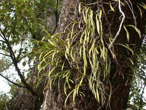utils/thumbs/Polypodiaceae/Lepisorus_FitYYavfdBKdsaypaADTUG.jpg