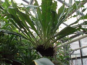 Niphidium crassifolium