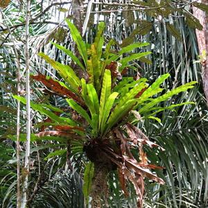 Niphidium crassifolium