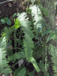 utils/thumbs/Polypodiaceae/Pecluma_N5MKaDg3RwxnDH9mrey87r.jpg