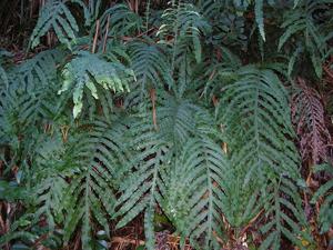 utils/thumbs/Polypodiaceae/Phlebodium_VkCnAvCGShuMUbKf3NgXcT.jpg