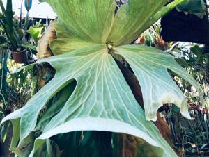 Platycerium wallichii