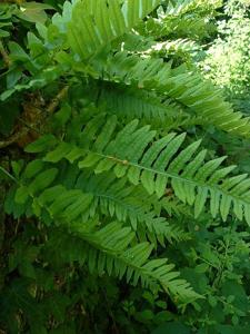 Polypodium vulgare