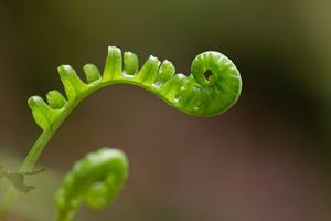 Polypodium glycyrrhiza