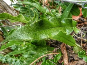 utils/thumbs/Polypodiaceae/Serpocaulon_Q2iJNXBN2nWF5yg8LBjfZn.jpg