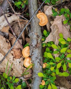 Neofavolus alveolaris