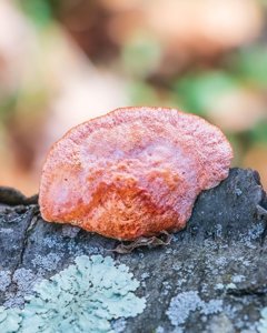 Pycnoporus cinnabarinus