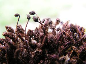 utils/thumbs/Polytrichaceae/Itatiella_73bucCWt3eAjaroryskKwe.jpg