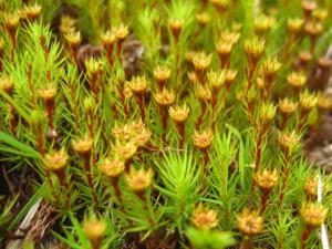 Polytrichum strictum