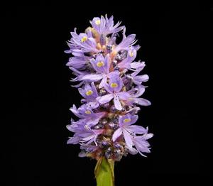 Pontederia cordata