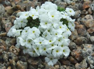 Androsace bryomorpha