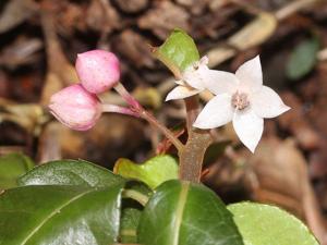 Ardisia japonica