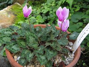 Cyclamen graecum