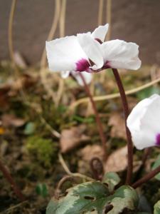 Cyclamen coum f. pallidum