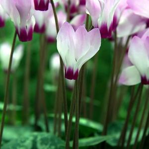 Cyclamen persicum