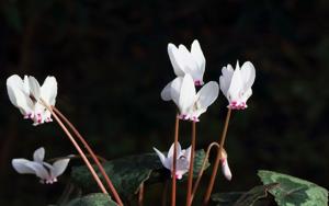 Cyclamen cyprium