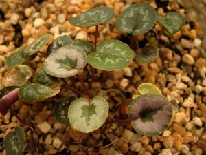 Cyclamen mirabile