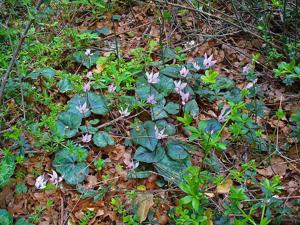 Cyclamen creticum