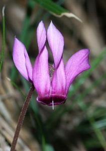utils/thumbs/Primulaceae/Cyclamen_gNGWhrnBHH9ZencPSbzj92.jpg