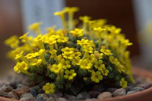 Dionysia haussknechtii