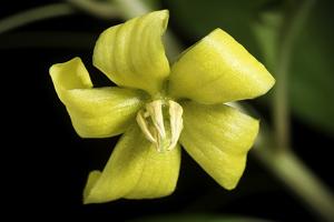 Lysimachia fletcheri